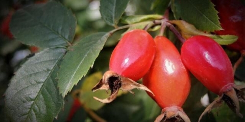 Kako napraviti mjesečinu od šipka i tinkturu od šipka na mjesečini